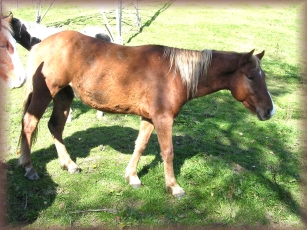 einfärbiger Breedingstock