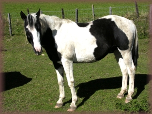 Hengst